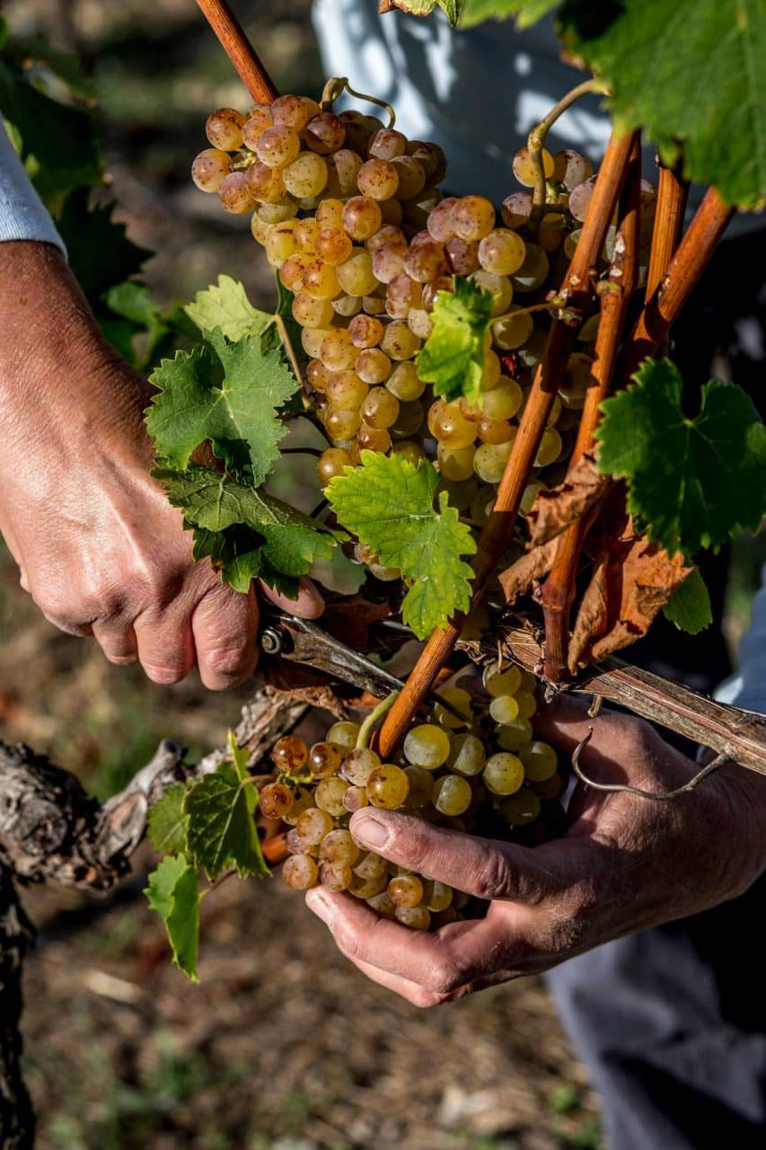 nos-vignerons-sud-ardeche